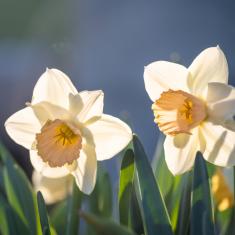 Pinse - Samleressurs