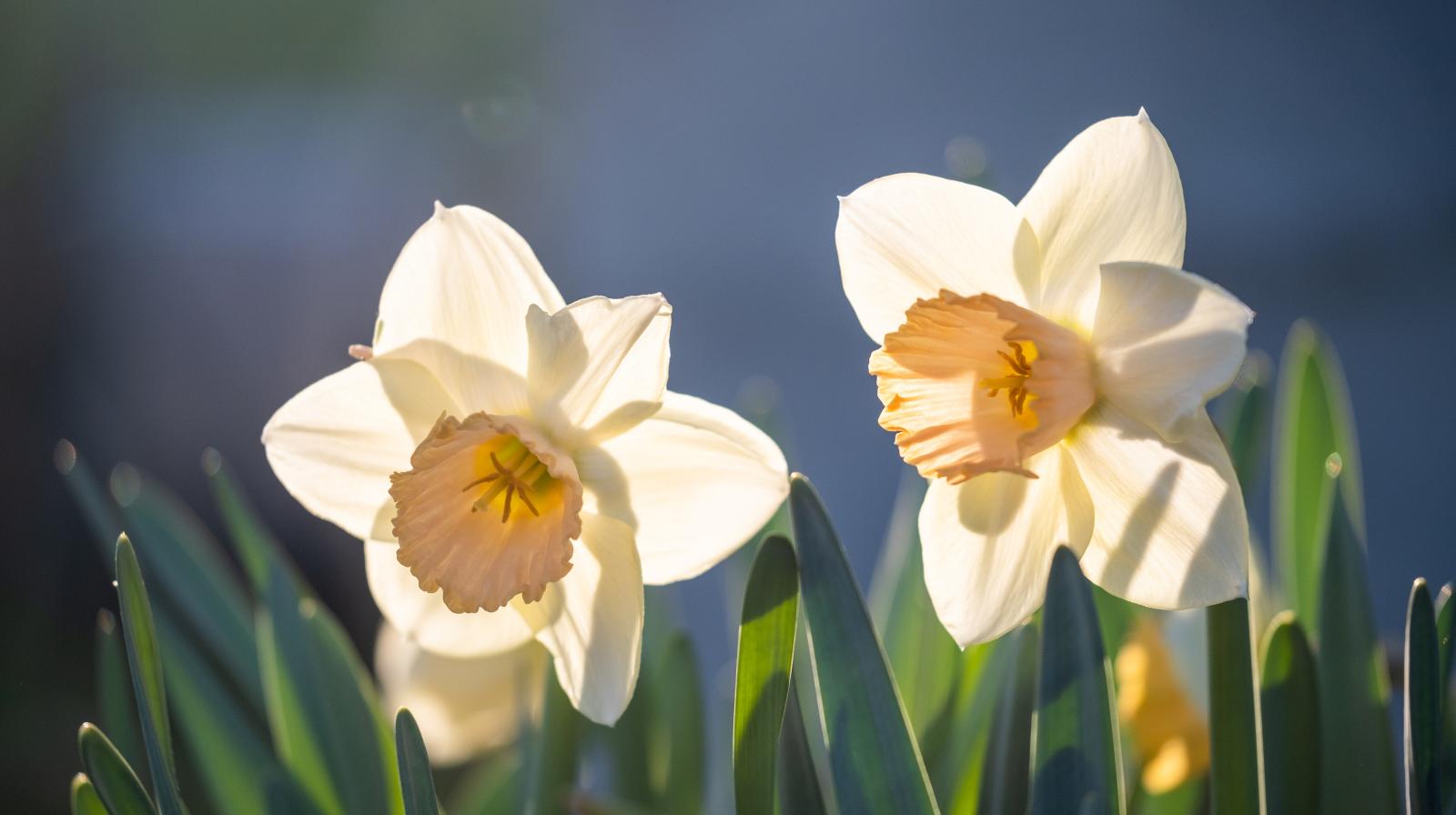 Pinse - Samleressurs